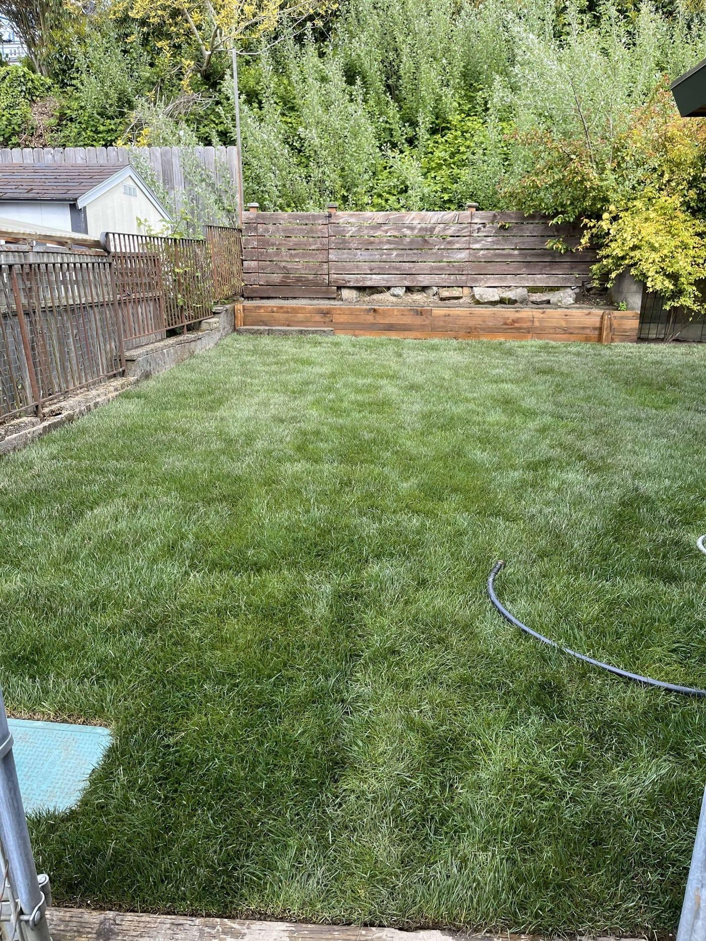 Sod Installation by Blue Landscaping Services
